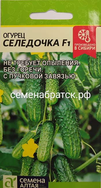 Огурец Селедочка F1 (Семена Алтая) К1-00001441 - фото 335303