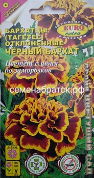 Цветы Бархатцы Черный бархат (Аэлита-Экстра) РТ-00001550 - фото 359912