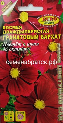 Цветы Космея Гранатовый бархат (Аэлита-экстра) К1-00000202 - фото 406070