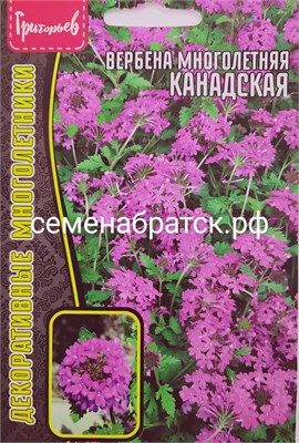 Цветы Вербена Канадская мн (Григорьев) РТ-00005133 - фото 499179