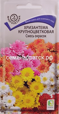 Цветы Хризантема Крупноцветковая смесь (Поиск) К1-00000613 - фото 499201