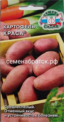 Картофель Краса (Седек) РТ-00001220 - фото 499668