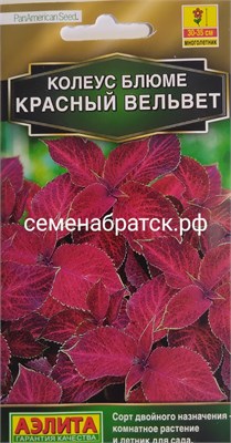 Цветы Колеус Блюме Красный вельвет (Аэлита) К1-00001034 - фото 499949