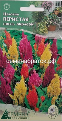 Цветы Целозия перистая смесь (СдС Красноярск) РТ-00003025 - фото 500903