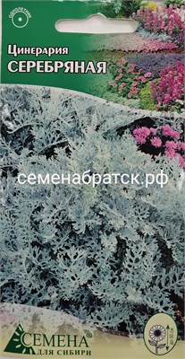 Цветы Цинерария Серебряная (СдС Красноярск) РТ-00002909 - фото 500905