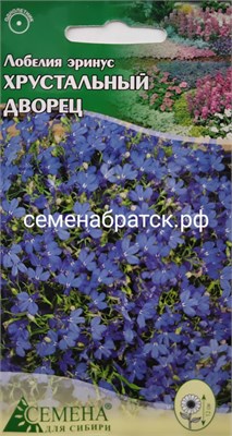 Цветы Лобелия Хрустальный дворец (СдС Красноярск) 130621 - фото 501083