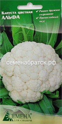 Капуста цветная Альфа (Семена для Сибири) Я1-00000368 - фото 501124