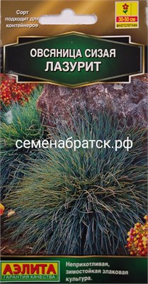 Цветы Овсянница сизая Лазурит (Аэлита) 130630 - фото 501201