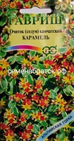 Цветы Седум (очиток) Карамель (Гавриш) РТ-00004956