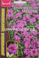 Цветы Вербена Канадская мн (Григорьев) РТ-00005133