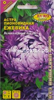 Цветы Астра Ежевика пионовид (Евро экстра) РТ-00005542