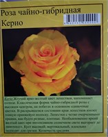 Роза Керио ч/г (СдС) РС-00000139